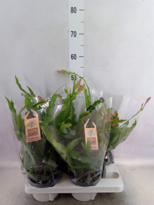 <h4>Epiphyllum anguliger</h4>