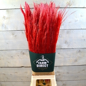 PAMPAS RED DRIED