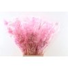 Dried Lunaria Light Pink 90cm P Bunch