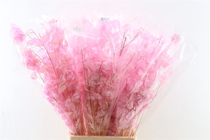 Dried Lunaria Light Pink 90cm P Bunch