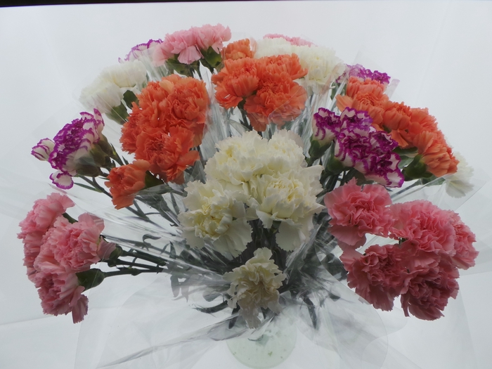 <h4>Bouquet mono anjers x5 mix 60cm</h4>