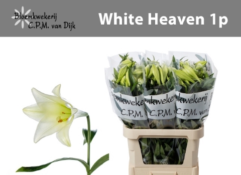 <h4>Lilium lo white heaven</h4>