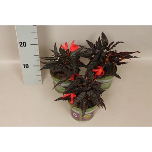 Begonia Hang Orange donkerblad