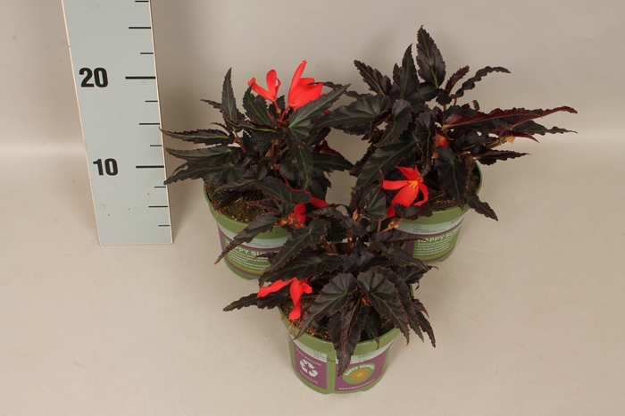 <h4>Begonia Hang Orange donkerblad</h4>