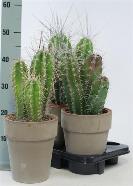 Cactus mix 17Ø 75cm