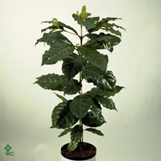 Collectie Soft Illusion - Coffea Arabica 7 cm in pot Liam (Decorum)