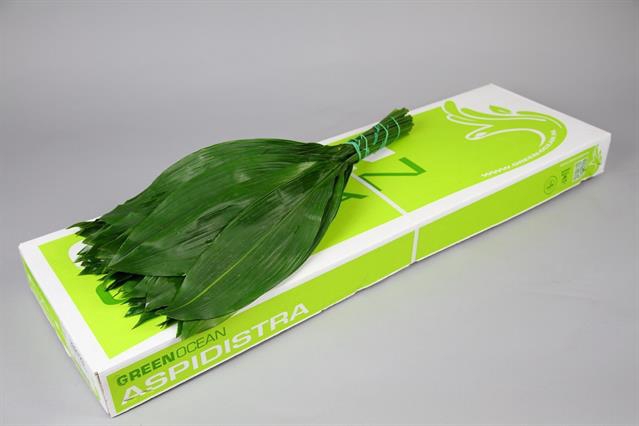 <h4>Leaf aspidistra Green Ocean</h4>