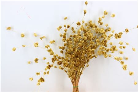 <h4>Dried Wheep Bamboo Gold Bunch Slv</h4>