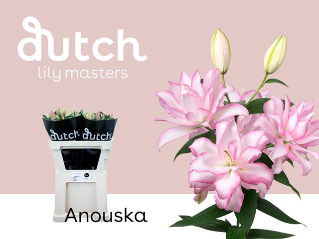 <h4>Lilium or dbl roselily anouska</h4>