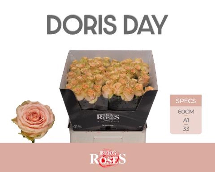 <h4>Rs gr Doris day</h4>