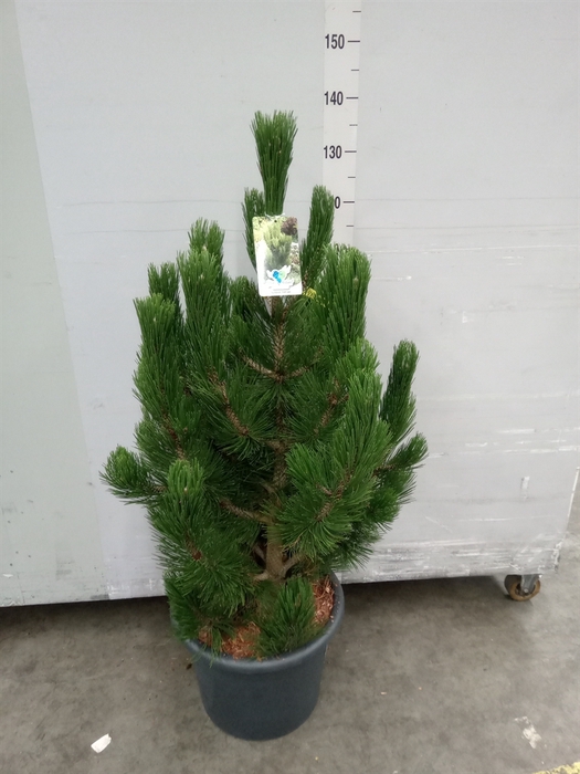 <h4>Pinus heldreichii</h4>