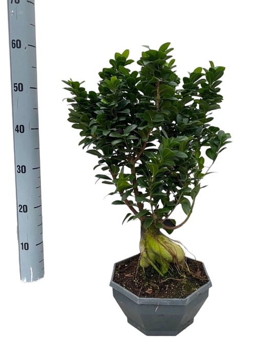 <h4>Ficus micr. Ginseng</h4>