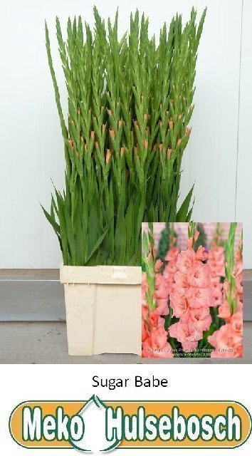 <h4>Gladiolus la sugar babe</h4>