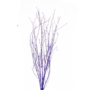 Birch 75cm 5pc blue spring