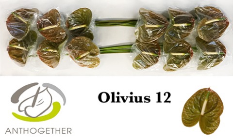 ANTH A OLIVIUS 12