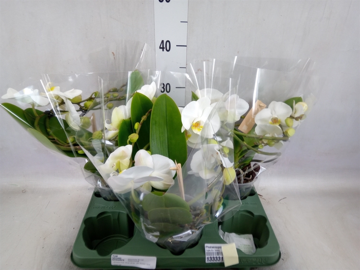 <h4>Phalaenopsis  'Muse White'</h4>