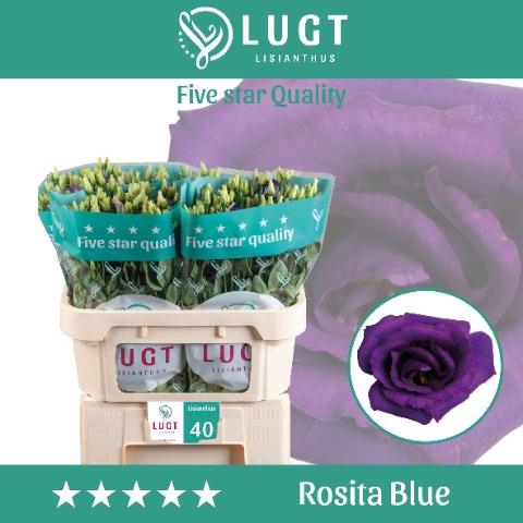<h4>Lisianthus do rosita blue</h4>