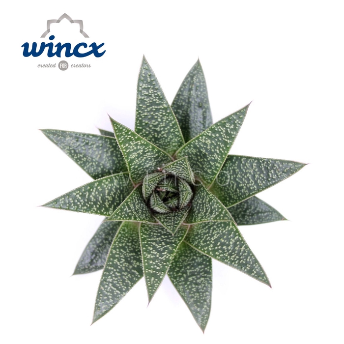 <h4>Aloe Flow Cutflower Wincx-8cm</h4>