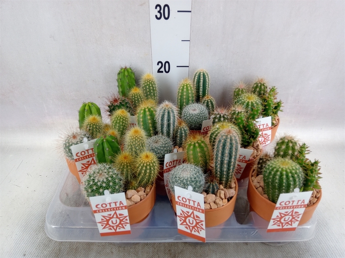 <h4>Arr.  Cactus L%</h4>