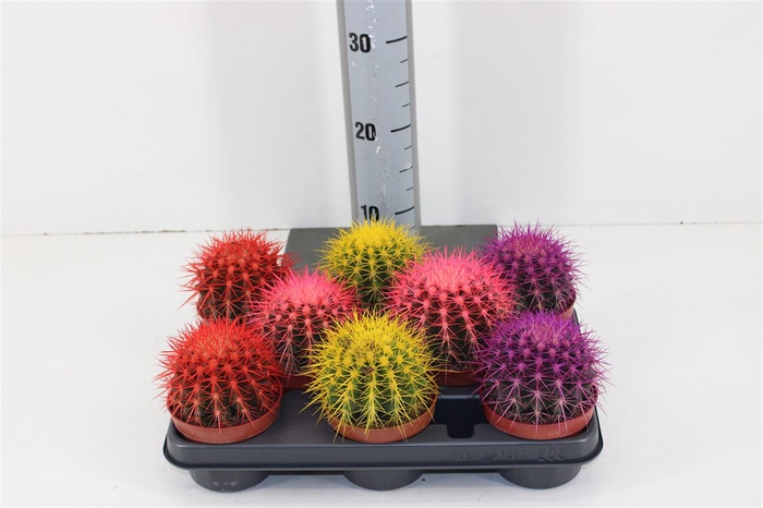 <h4>Echinocactus Grusinnii Rainbow Mix P5.10</h4>