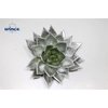 Echeveria Agavoides Paint Silver Cutflower Wincx-12cm