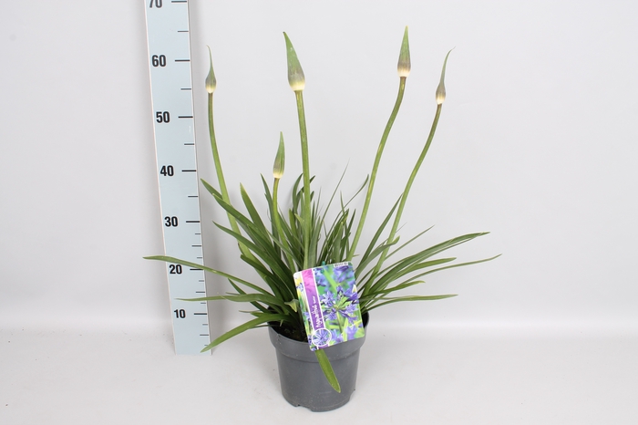 vaste planten 19 cm  Agapanthus northern Star