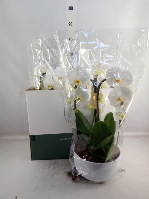 Arr.  Orchidee L%