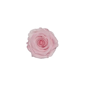 Rose Baby Pink Delicate pres.