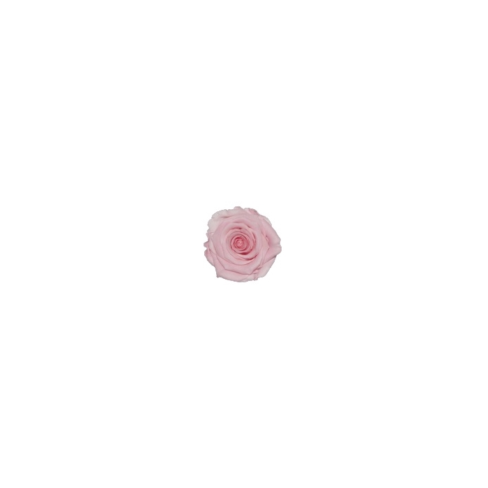 <h4>Rose Baby Pink Delicate pres.</h4>