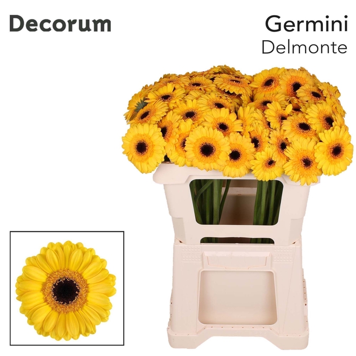 <h4>Germini Delmonte</h4>