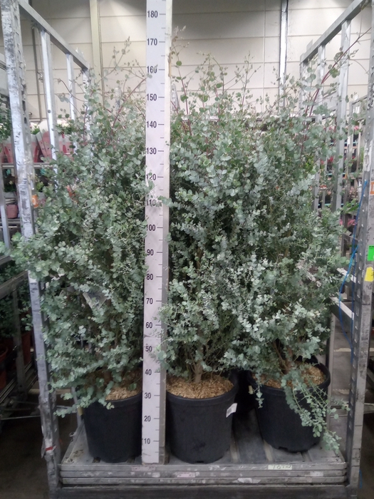 <h4>Eucalyptus gunnii</h4>