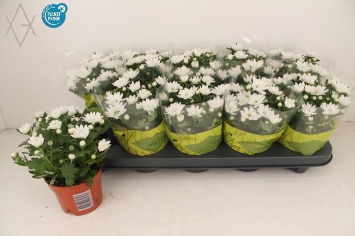 <h4>Chrysanthemum (Ind. Swifty White</h4>
