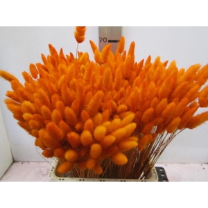 Deco Lagurus Oranje