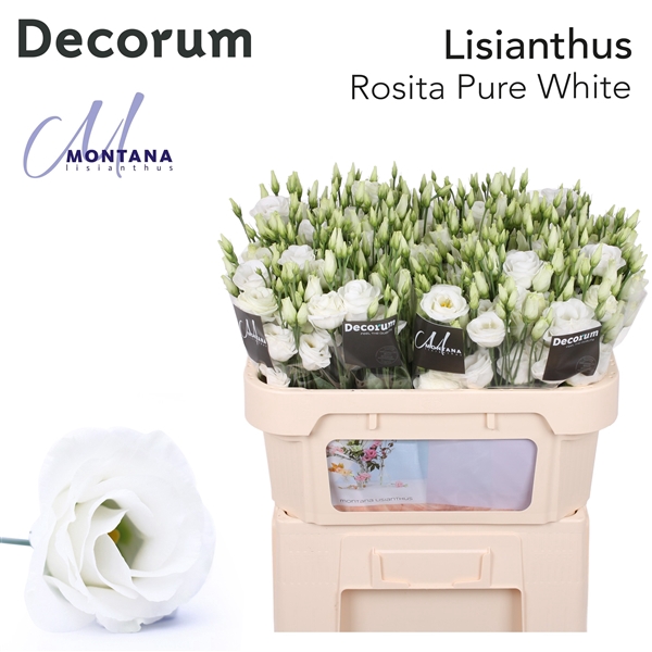 <h4>Lisianthus Rosita White - Montana Lisianthus</h4>