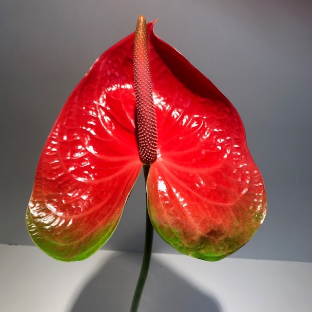 Anthurium Spice Red/Green Large
