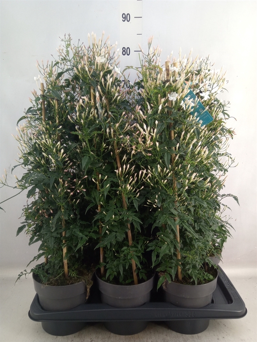 <h4>Jasminum polyanthum</h4>