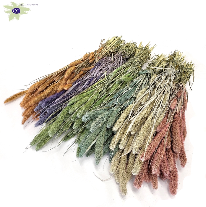 Setaria per bunch Mixed colours Frosted
