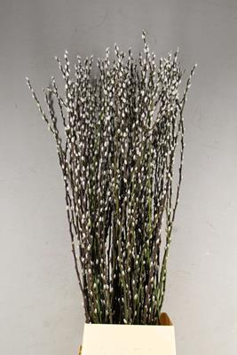 <h4>Salix Snow Flake 150cm</h4>