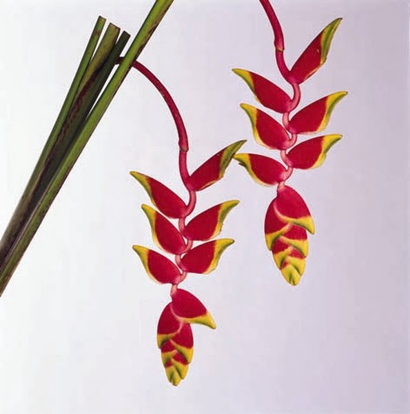 <h4>Heliconia Steel Rostrata</h4>