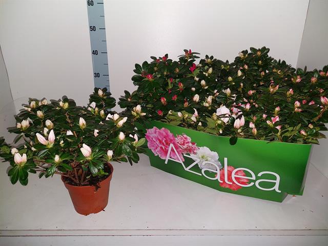 Rhododendron simsii mix 14Ø 32cm 32Ø