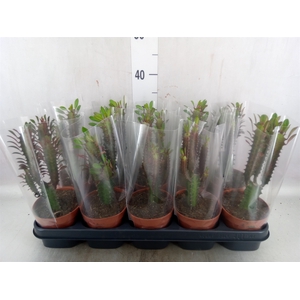 Euphorbia trigona 'Rubra'
