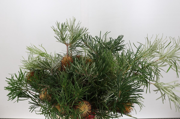 <h4>Banksia Spinulosa</h4>