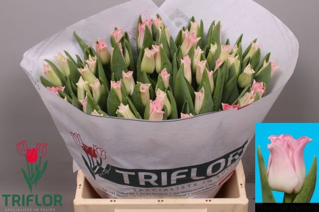 <h4>Tulipa (Cor. (Coronet Grp) Crown of</h4>