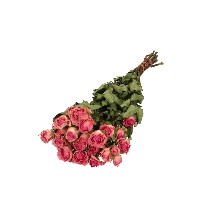 Droogbloem Roos vertakt 40cm x10