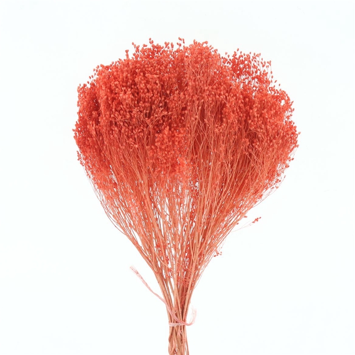 Dried Broom Bloom Coral Apricot