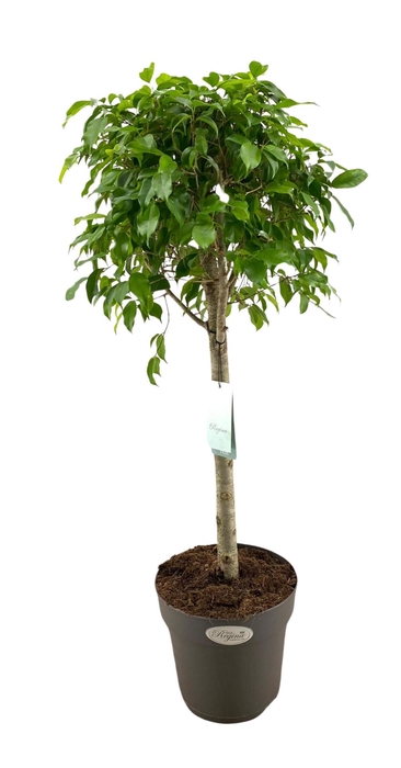 <h4>Ficus benja.   ...</h4>