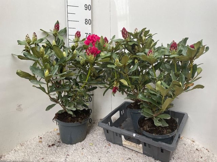 <h4>Rhododendron (Cat. Nova Zembla</h4>