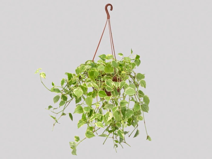 <h4>PEPEROMIA SCANDENS C21</h4>