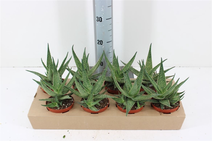 <h4>Aloe Riana P10.5</h4>