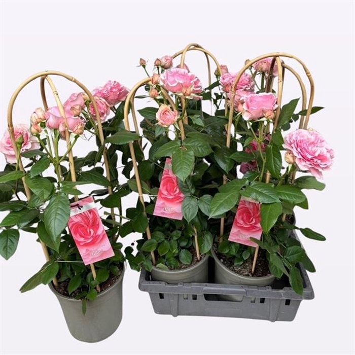 <h4>Rosa (Flo. Dolce Select</h4>